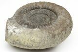Ammonite (Dactylioceras) Fossil - England #211628-1